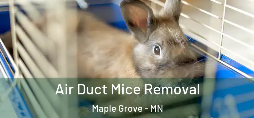  Air Duct Mice Removal Maple Grove - MN